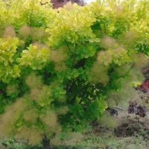 Pūkenis europinis 'Golden Spirit'