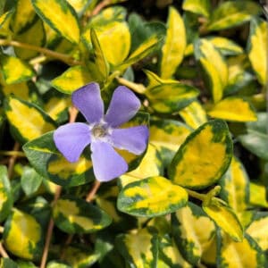 Žiemė mažoji 'Illumination'