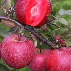 Obelis 'Baya Marisa'