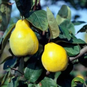 Cidonija 'Limon Ayvasi'
