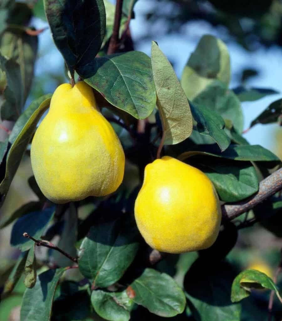 cidonija-limon-ayvasi-tado-kis