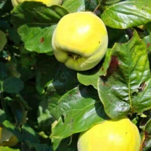 Cidonija 'Turuncuskaja'