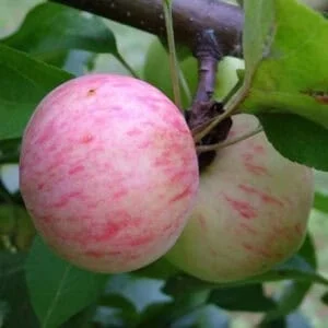 Obelis 'Grushovka Moskovskaya'