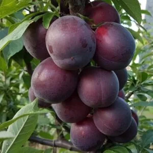 Slyvos - abrikoso - persiko hibridas 'Sharafuga'