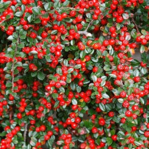 Kaulenis gulsčiasis