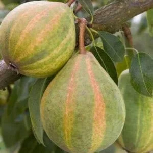 Kriaušė 'Schweizerhoze'