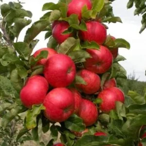 Koloninė obelis 'Barguzin'