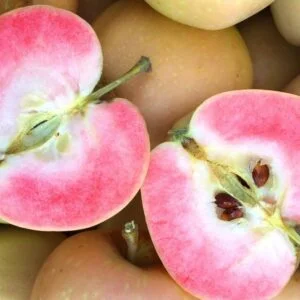 Obelis 'Pink Princess'