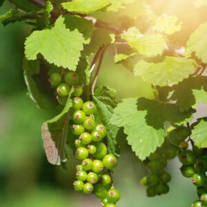 Juodasis žaliauogis serbentas krūminis