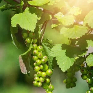 Juodasis žaliauogis serbentas krūminis