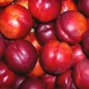 Koloninis nektarinas 'Prince William'