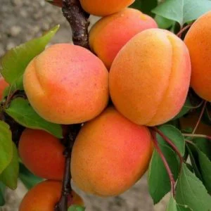 Abrikosas 'Goldrich'