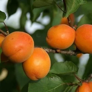 Abrikosas 'Harlayne'