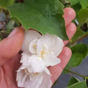 Jazminas 'Girandole'