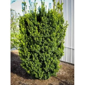 Tarpinis kukmedis 'Hicksii'