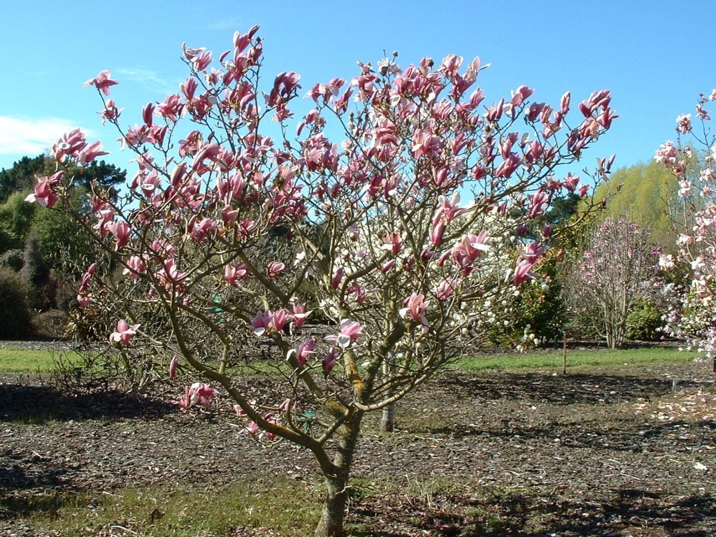 magnolija-royal-crown-tado-kis