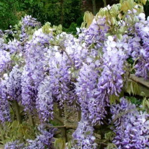 Visterija kininė ‘Prolific‘