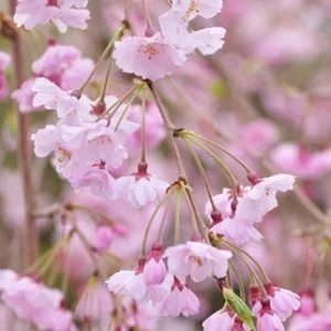 Sakura ‘Pendula Plena Rosea‘