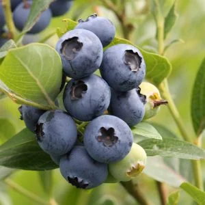 Žemaūgė šilauogė 'Aino'