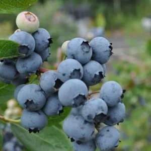 Žemaūgė šilauogė 'Jorma'