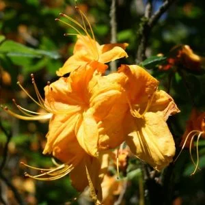 Azalija  ‘Klondyke‘