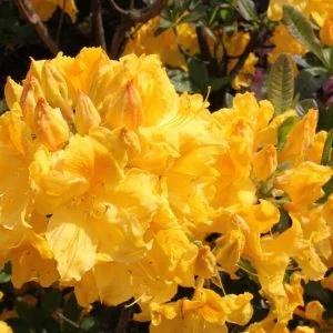 Azalija  ‘Limetta‘