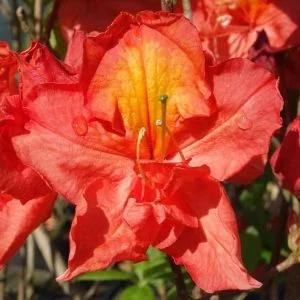 Azalija  ‘Sarina‘