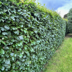 Bukas paprastasis (gyvatvorėms)