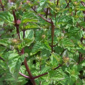 Mėta greipfruktinė