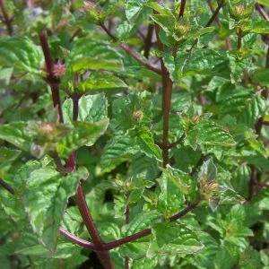 Mėta greipfruktinė