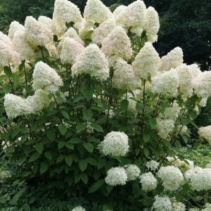 Hortenzija šluotelinė 'Phantom'