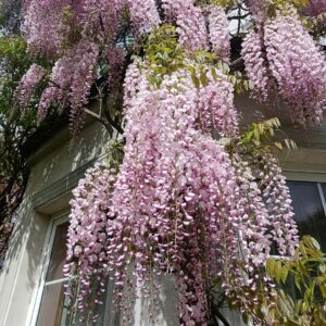 Visterija gausiažiedė ‘Rosea‘