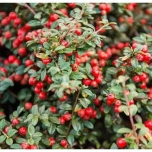 Kaulenis damerio 'MAJOR'