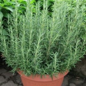 Rozmarinas 'Abraxas'