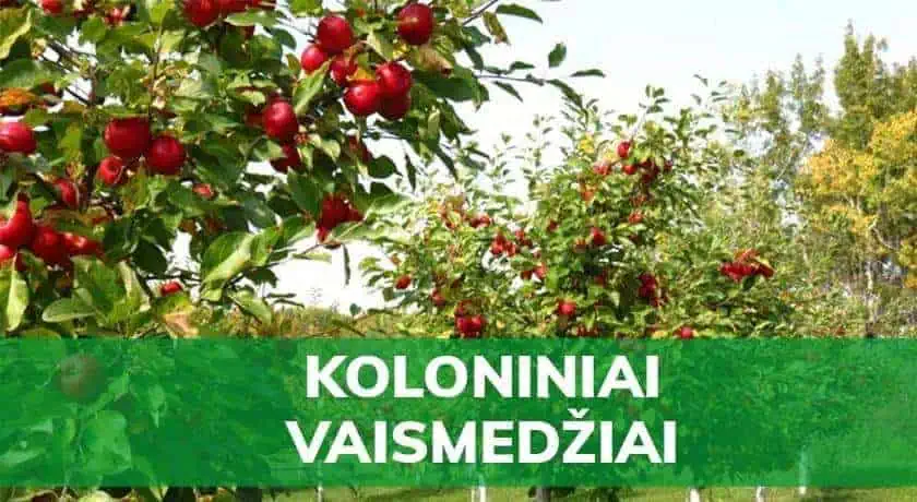 koloniniai