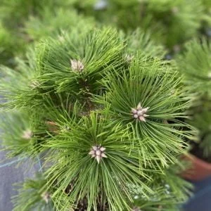 Pušis gausiažiedė 'Low Glow'