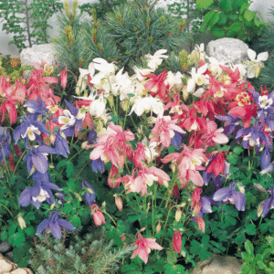 Sinavadas 'Spring Mix'