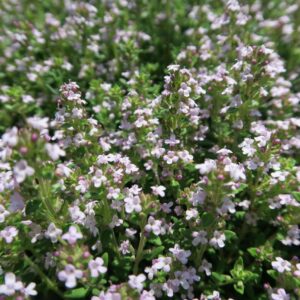 Vaistinis čiobrelis 'Fredo strong'
