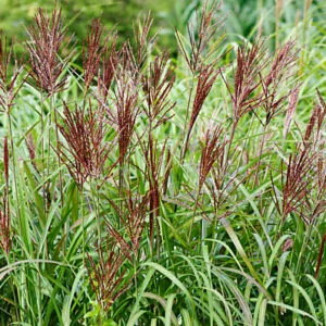 Kininis miskantas 'Rotfuchs'