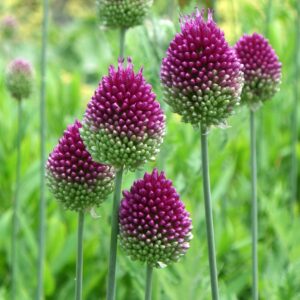 Česnakai kiaušininiai 'Sphaerocephalon' (svog.)5/6