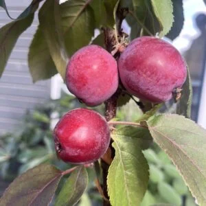 Koloninė obelis 'Tamara'