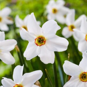 Narcizai poetiniai 'Actaea' (Svog.) 14/16