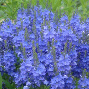 Veronika 'Crater lake blue'
