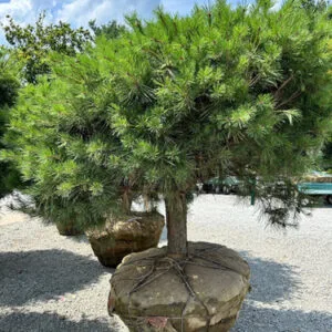 Pušis gausiažiedė 'Tanyosho Compacta'