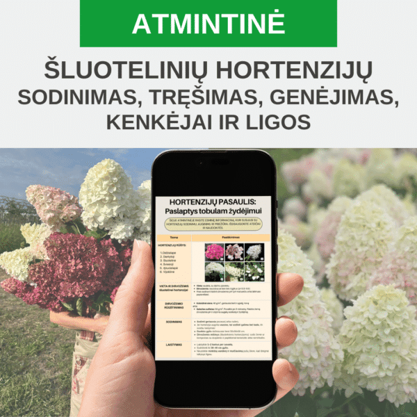 Atmintinė "Šluotelinių hortenzijų sodinimas, tręšimas, genėjimas, kenkėjai ir ligos"