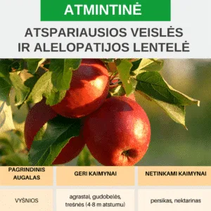 Atmintinė "Atspariausių veislių sąrašas ir alelopatijos lentelė"