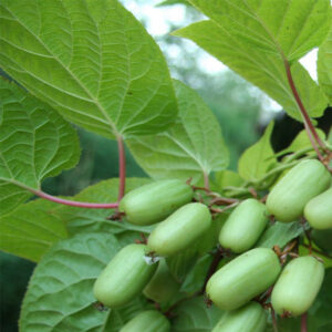 Aktinidija margalapė 'Sentyabrskaya'