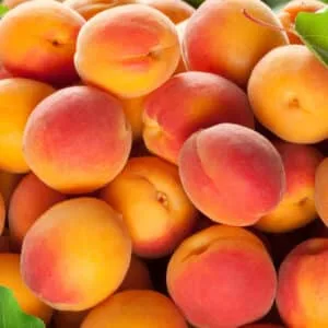 Abrikosas 'Clarina' ('Klarina')