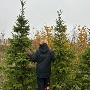 Eglė Omorika (Picea omorika) 'Serbinė eglė'