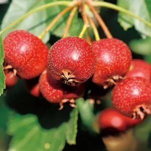 Gudobelė plunksnalapė